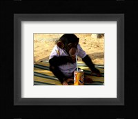 Chimp - Time for a drink Fine Art Print