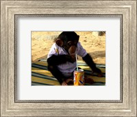 Chimp - Time for a drink Fine Art Print