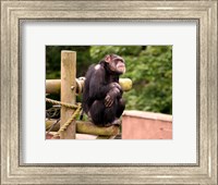 Chimp - The revelation Fine Art Print