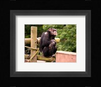 Chimp - The revelation Fine Art Print