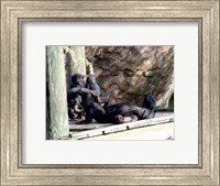 Chimps - Just Chillin Fine Art Print