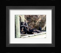 Chimps - Just Chillin Framed Print