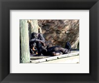 Chimps - Just Chillin Framed Print