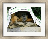 Orangutan - Give me shelter Fine Art Print