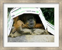 Orangutan - Give me shelter Fine Art Print