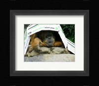 Orangutan - Give me shelter Fine Art Print