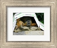 Orangutan - Give me shelter Fine Art Print