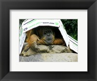 Orangutan - Give me shelter Fine Art Print
