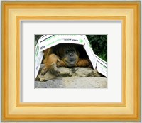 Orangutan - Give me shelter Fine Art Print