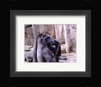 Gorilla - Perhaps? Fine Art Print