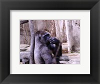 Gorilla - Perhaps? Fine Art Print