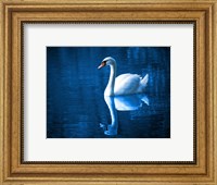 Swan Fine Art Print
