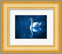 Swan Fine Art Print