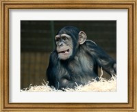 Funny Monkey Fine Art Print