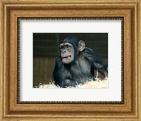 Funny Monkey Fine Art Print