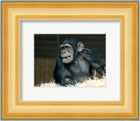 Funny Monkey Fine Art Print