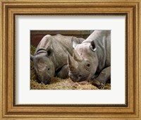 Two Rhinos Fine Art Print