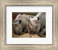 Two Rhinos Fine Art Print