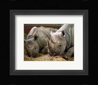 Two Rhinos Fine Art Print