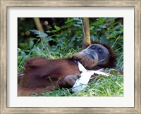 Orangutan - Just about to take a nap Fine Art Print