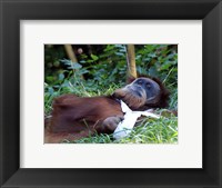 Orangutan - Just about to take a nap Framed Print