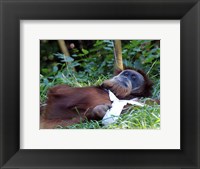 Orangutan - Just about to take a nap Fine Art Print