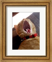Yawn! Fine Art Print
