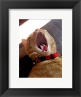 Yawn! Fine Art Print