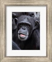 Funny face monkey Fine Art Print