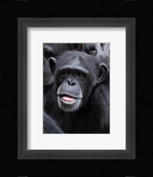 Funny face monkey Fine Art Print