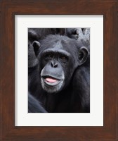 Funny face monkey Fine Art Print