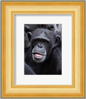 Funny face monkey Fine Art Print