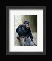 Orangutan - Burlap Hat Fine Art Print