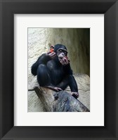 Orangutan - Burlap Hat Fine Art Print