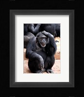 Chimp - Let me think it over Framed Print