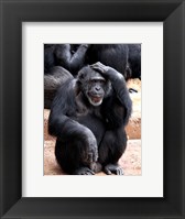 Chimp - Let me think it over Framed Print