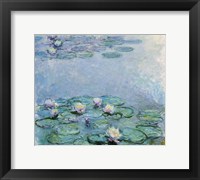 Water Lilies Fine Art Print