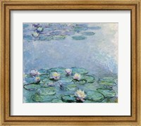 Water Lilies Fine Art Print