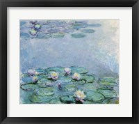 Water Lilies Fine Art Print