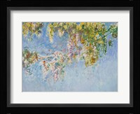 Wisteria - blue Fine Art Print