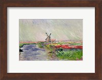 Tulip Field in Holland Fine Art Print