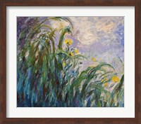 The Yellow Iris Fine Art Print