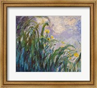 The Yellow Iris Fine Art Print