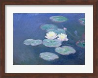 Waterlilies, Evening Fine Art Print