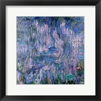 Waterlilies and Reflections of a Willow Tree Fine Art Print