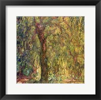 Weeping Willow green Framed Print