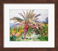 Palm Tree at Bordighera Fine Art Print