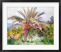 Palm Tree at Bordighera Fine Art Print