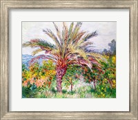 Palm Tree at Bordighera Fine Art Print