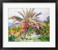 Palm Tree at Bordighera Framed Print